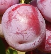 Ringlo Althanova renkloda