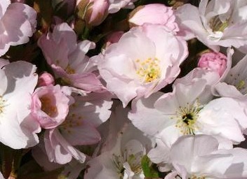 Češnja Amanogava (okrasna )