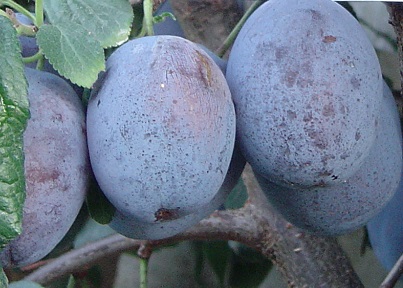 Sliva Čačanska rodna