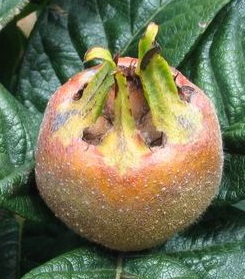 Nešplja – Domača nešplja