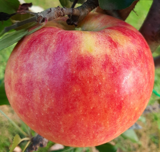 Jablana  James Grieve