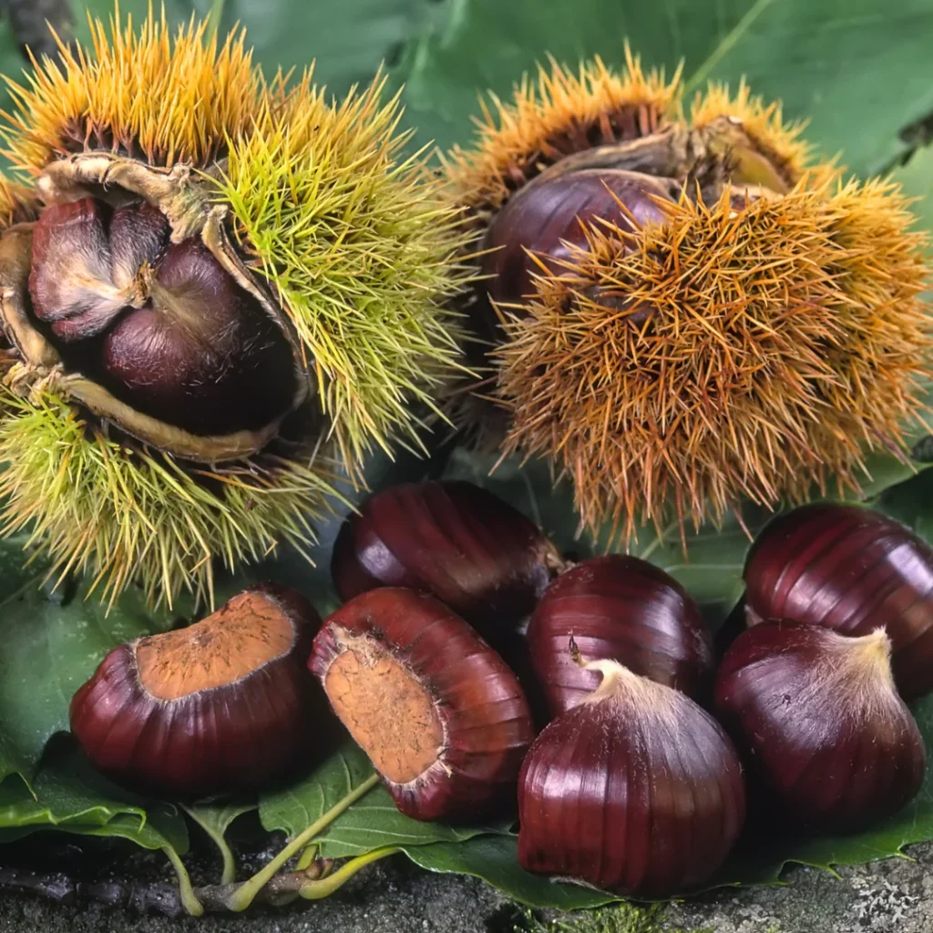 Kostanj Maron  Bouche de Betizac