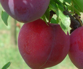 Ringlo MORETTINI 355