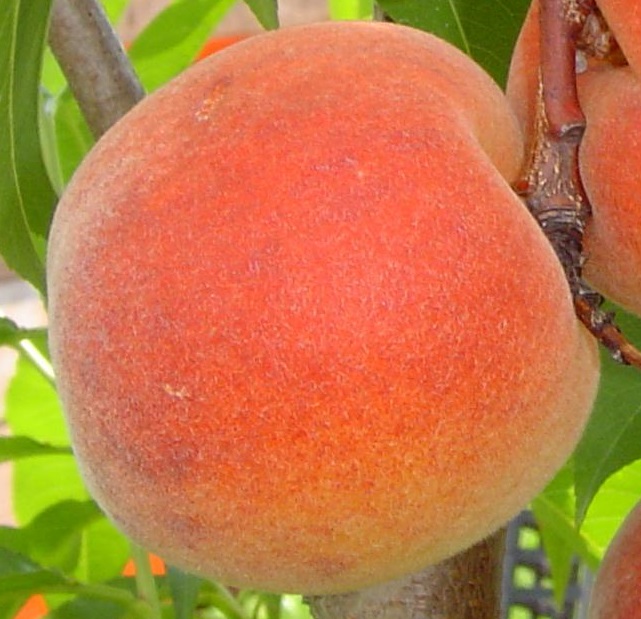 Breskev Spring belle