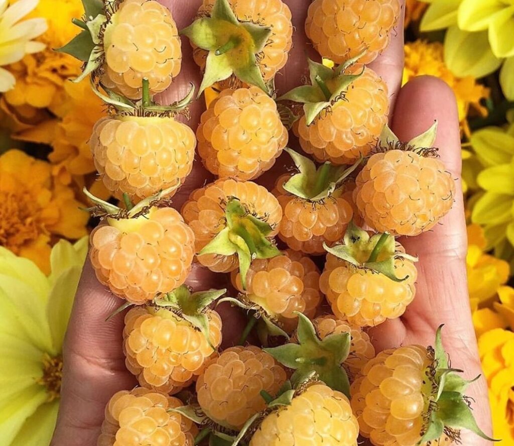 Rumena malina Alpen gold