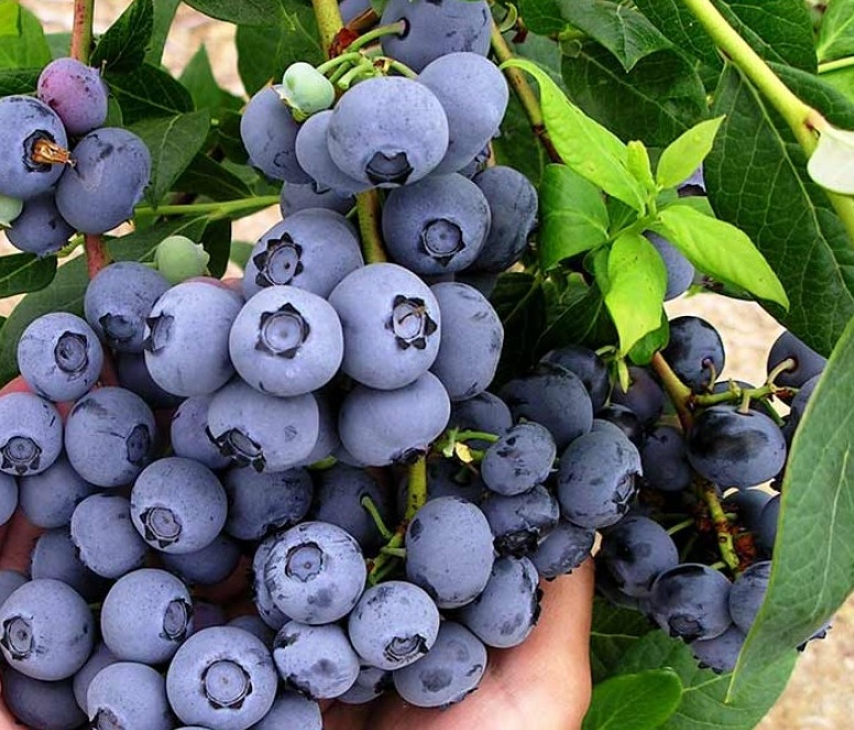 Ameriška borovnica Bluecrop