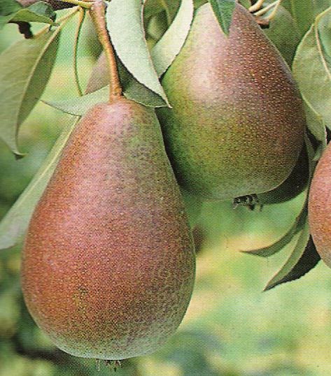 Hruška Avranška ali Gute lojze