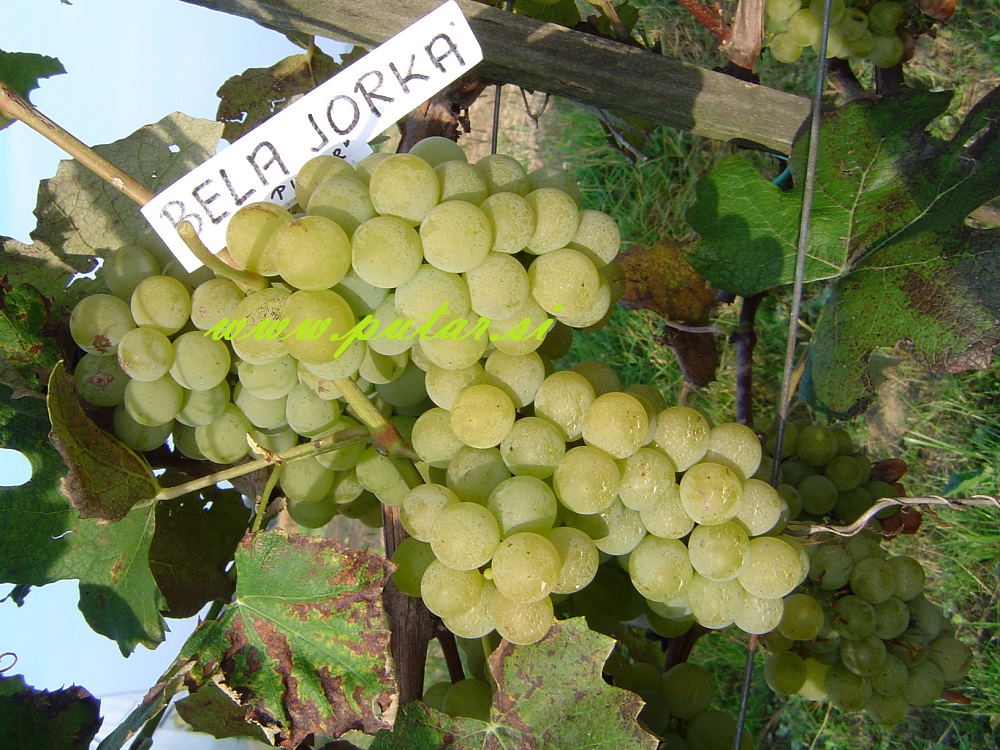 Trsna cepljenka Bela jorka