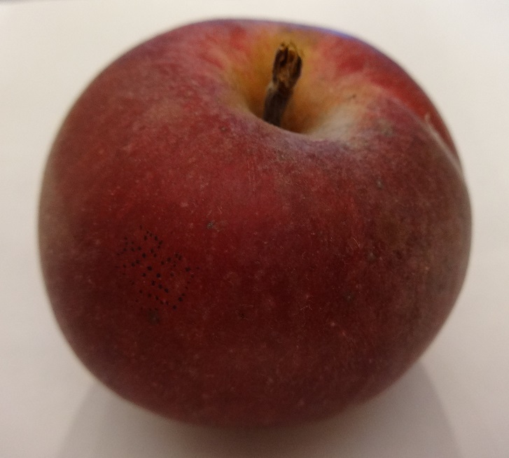 Jablana Cigančica – stara sorta