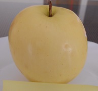 Jablana Citronka – stara sorta