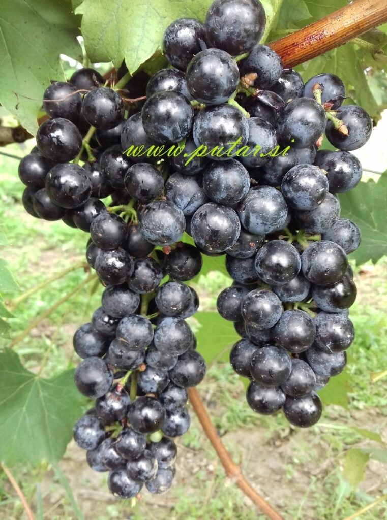 Trsna cepljenka Črni francoz