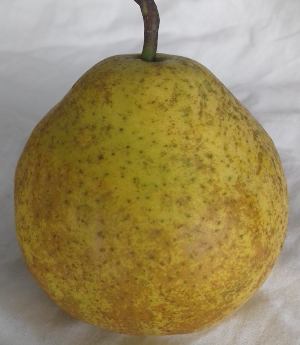 Hruška Cvergli debeli