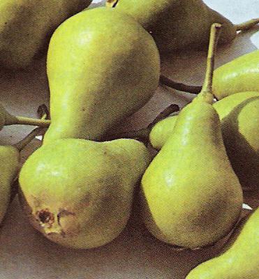 Hruška Dolanček ali Nogavička