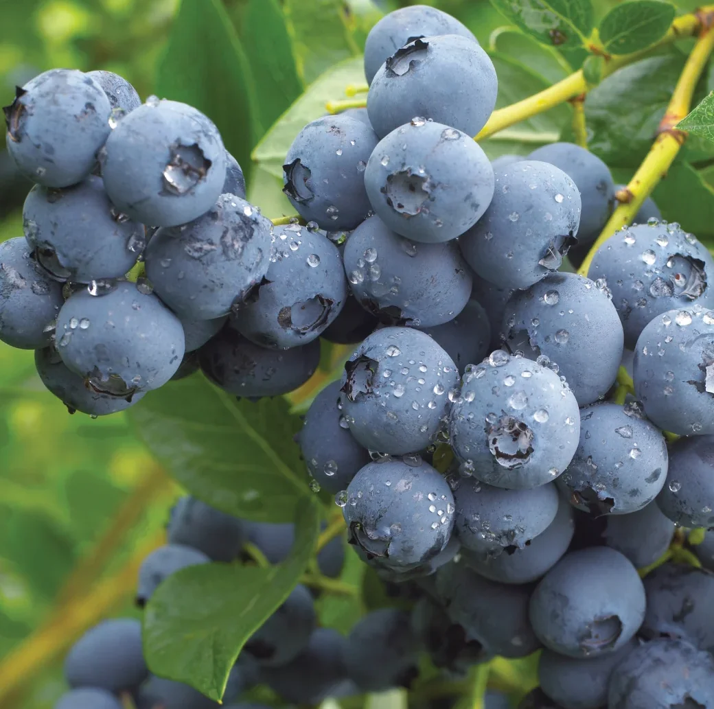 Ameriška borovnica Duke