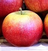 Jablana Ecolette – nova odporna sorta