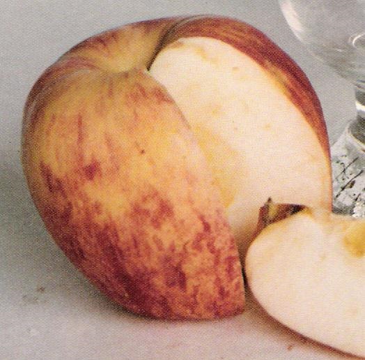 Jablana Grafenštajnc