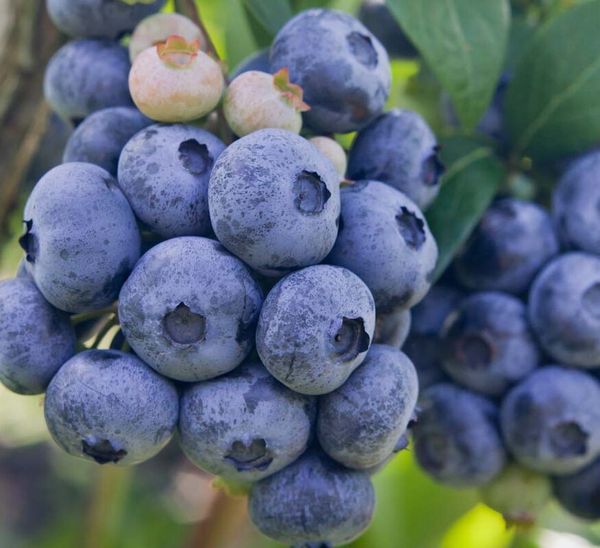 Ameriška borovnica Ivanhoe