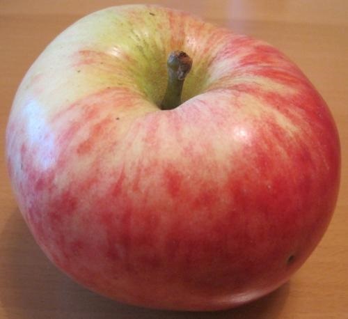 Jablana Jakobšnica – stara zgodnja sorta