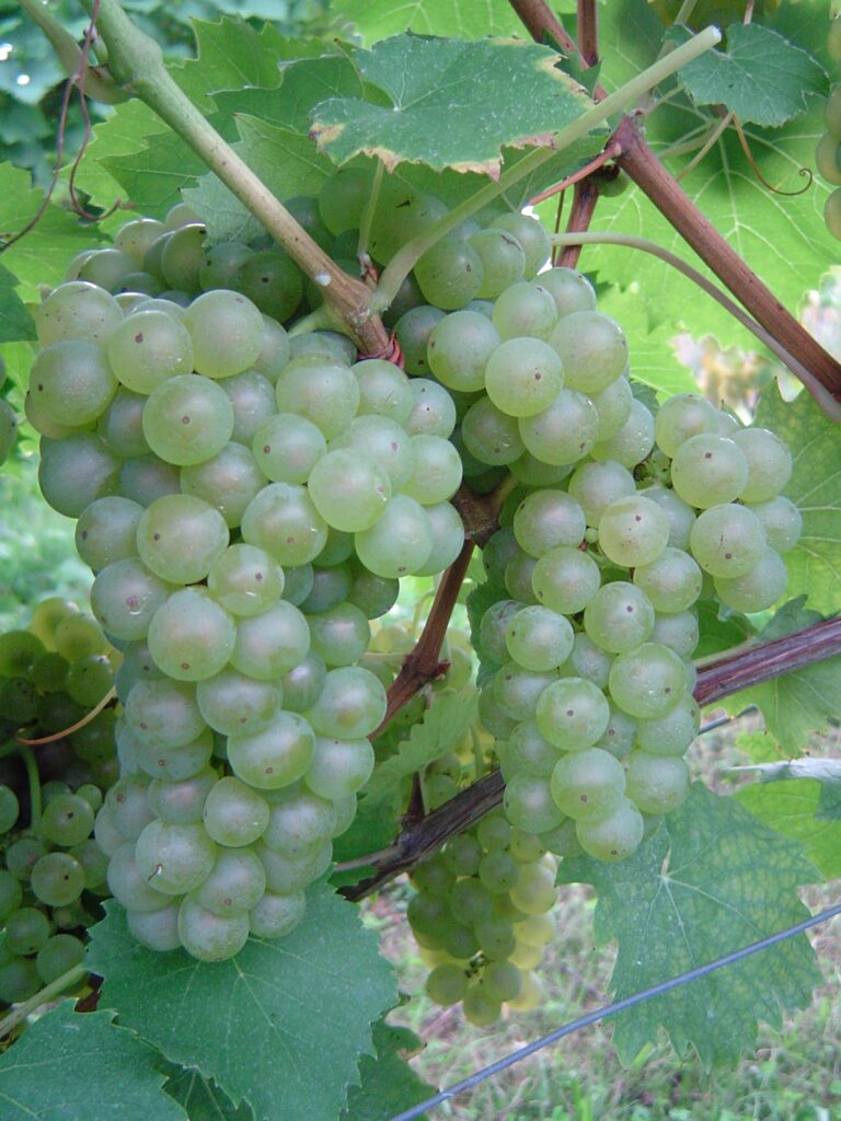 Laški rizling SI- 12