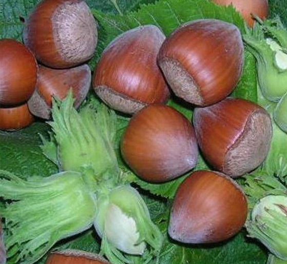 Leska Istrska okrogloplodna