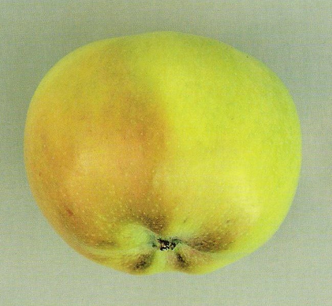 Jablana London peping