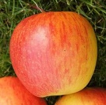 Jablana Pinova – odporna sorta