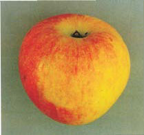 Jablana Prima – odporna sorta