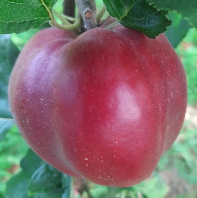 Jablana Rdeči škrbotelj- Rdeči Kalvil