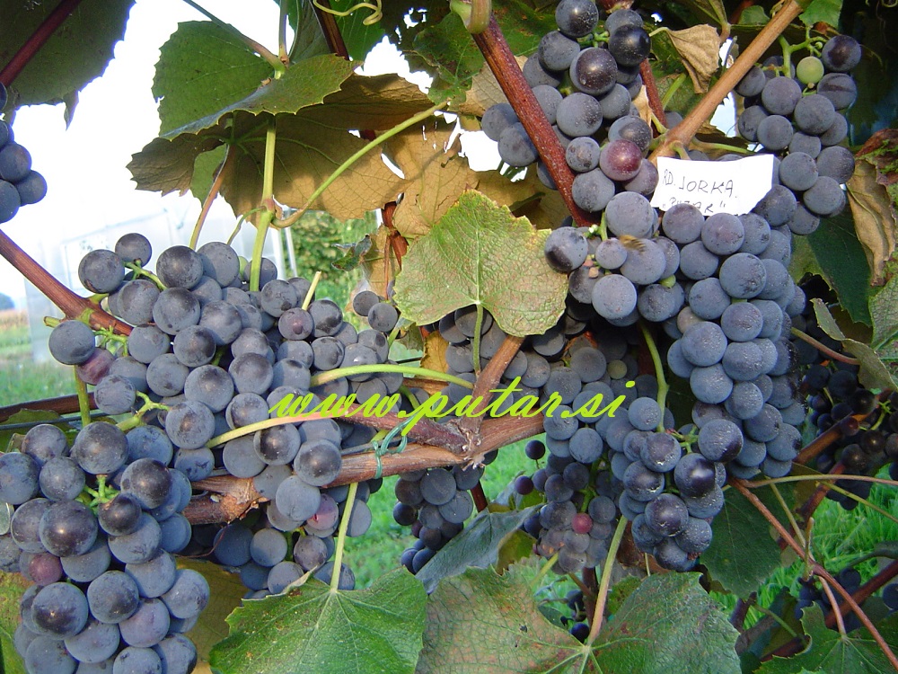 Trsna cepljenka Rdeča jorka