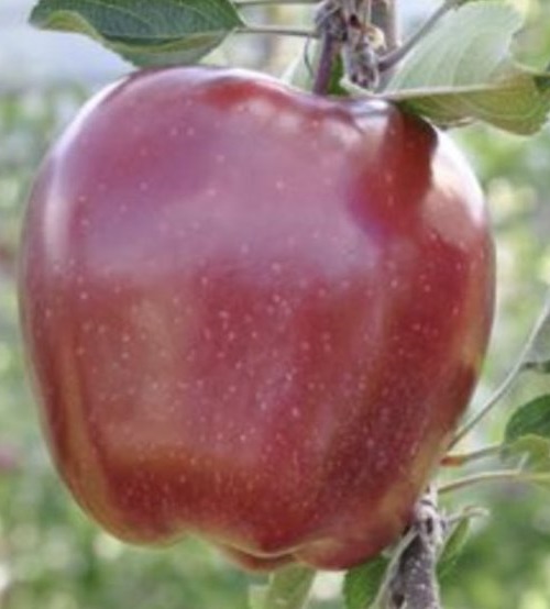 Jablana Rdeči delišes