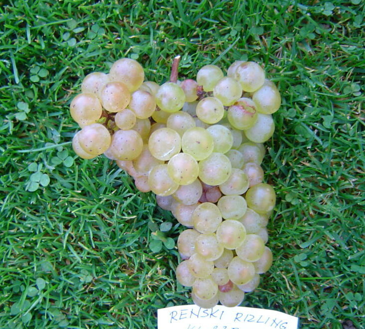 Renski rizling