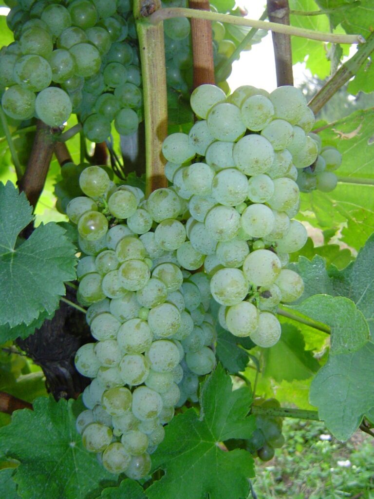 Sauvignon SI-2