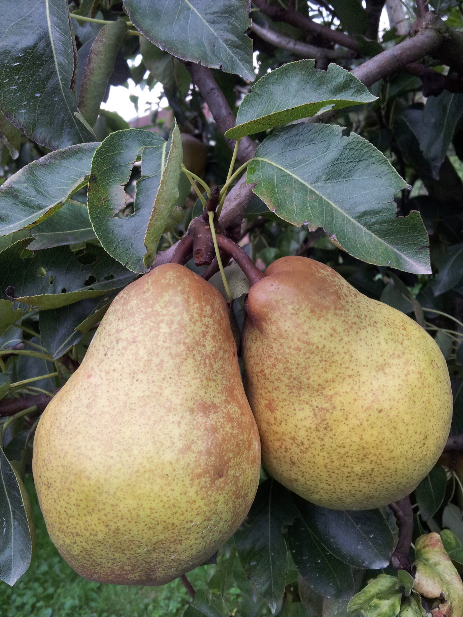 Hruška Rumena viljamovka