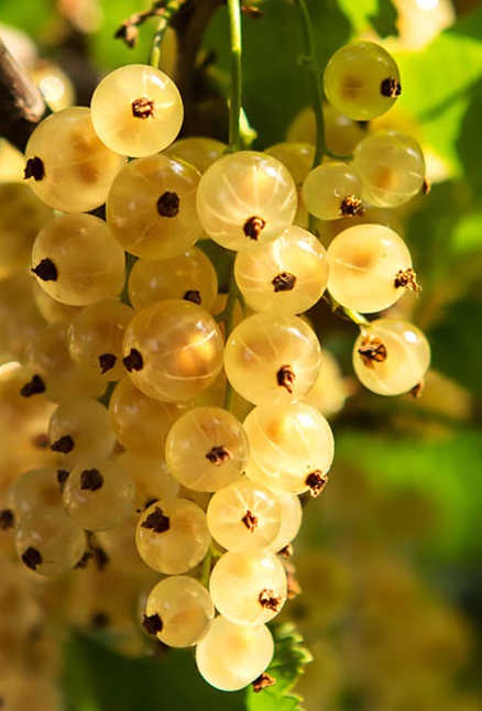 Zlati – rumeni ribez