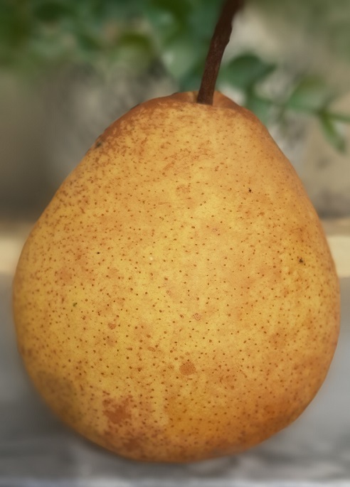 Hruška Aleksander Lukas- trpežna sorta