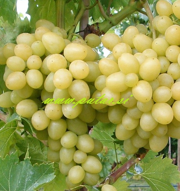 Trsna cepljenka Arkadija