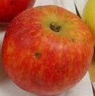 Jablana Baumanova reneta – izjemno trpežna stara sorta