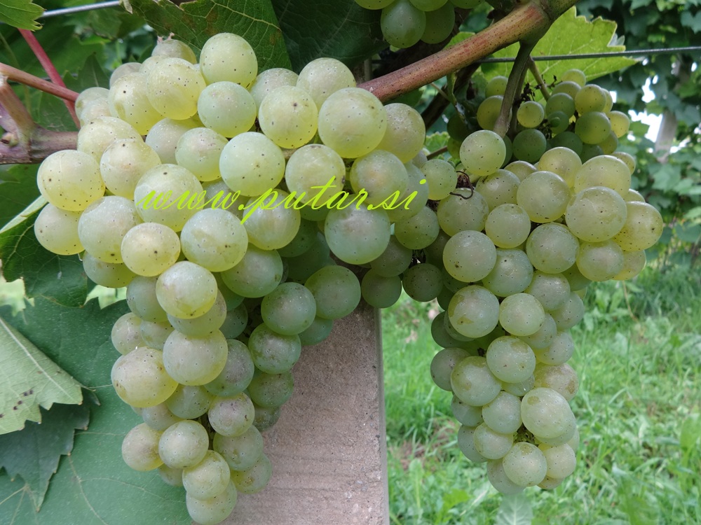 Trsna cepljenka Beli kralj