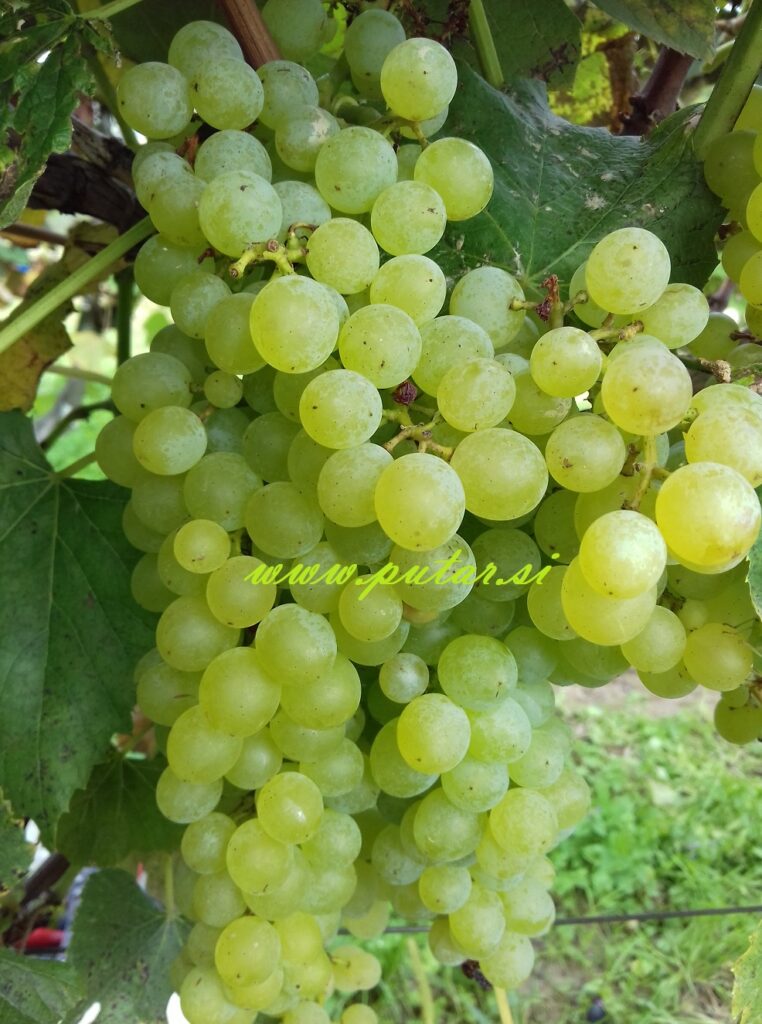 Trsna cepljenka Bianca- brez pečk