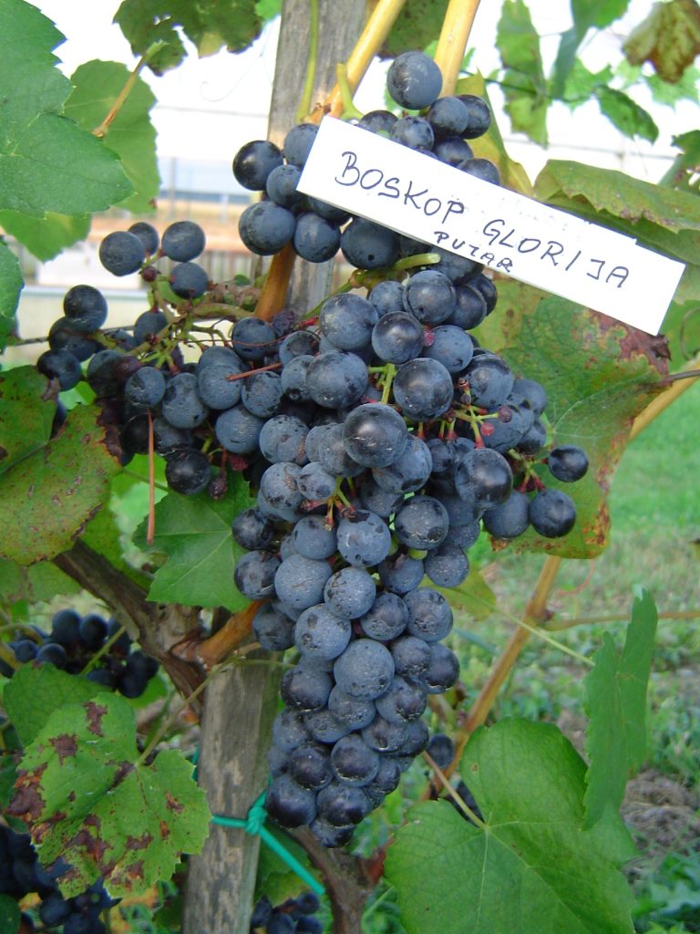 Trsna cepljenka Boskop Glorija