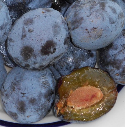 Sliva Čačanska lepotica – samooplodna sorta