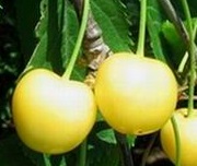 Češnja Denisenova rumena