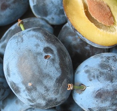 Sliva Domača češplja- samooplodna sorta