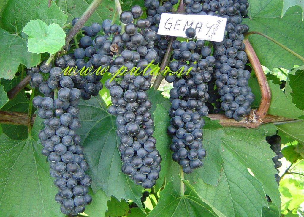 Trsna cepljenka Gemay