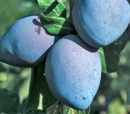 Sliva Grossa Di Felisio – zelo debeli plodovi