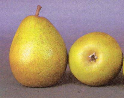 Hruška Hardijeva – maslenega okusa