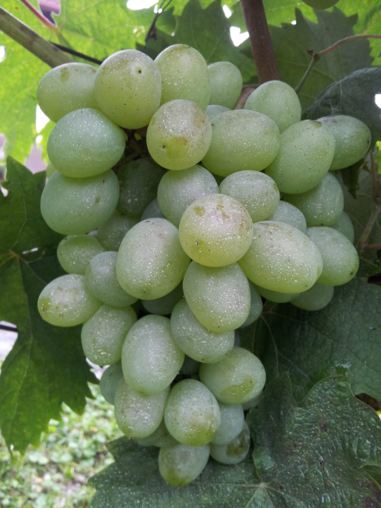 Trsna cepljenka Imperial – zelo debel