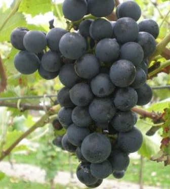 Trsna cepljenka Izabela