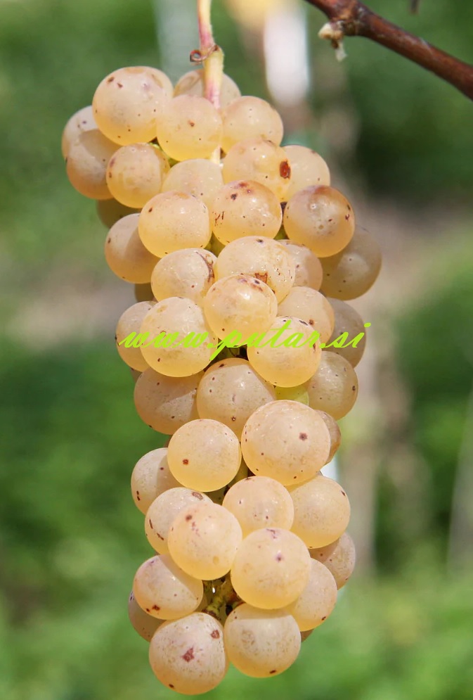 Trsna cepljenka Johanniter