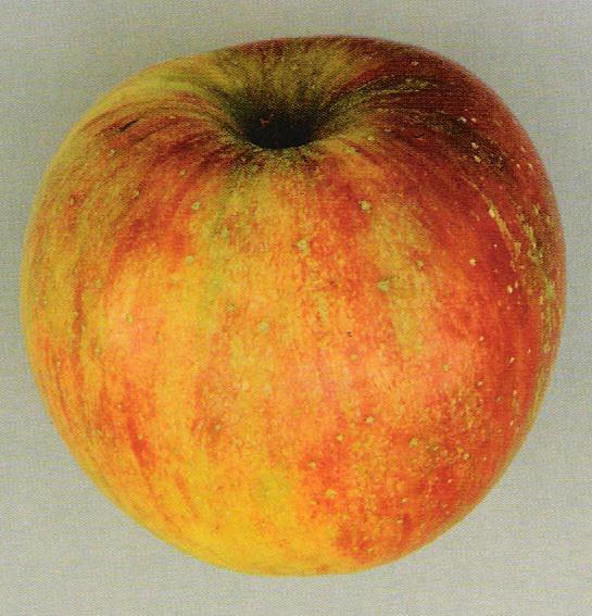 Jablana Lord Lambourne -stara sorta z odlično aromo